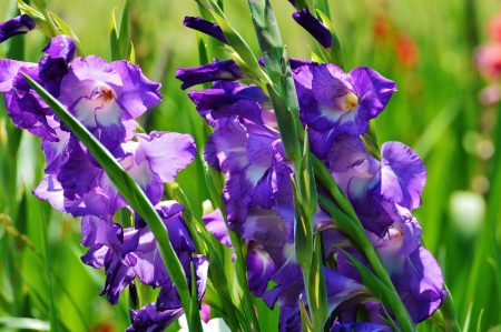 Kailan maghukay ng gladioli at kung paano iimbak ang mga ito