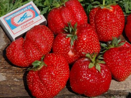 Strawberry Gigantella: variasjonsbeskrivelse, bilder, anmeldelser