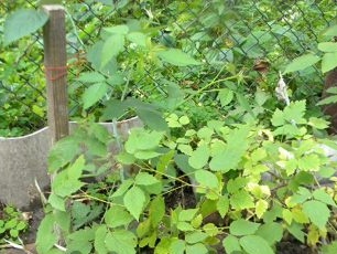 Lumago na bush ng mga itim na raspberry