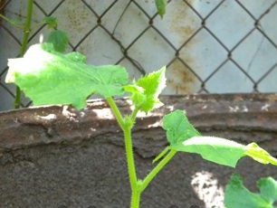 Mga pipino ng tubig sa isang bariles nang katamtaman