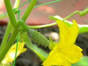 Paano gumawa ng mga suporta para sa mga pipino