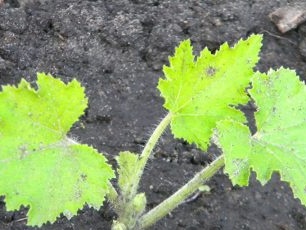 Den første dagen med squashplanter vil slå rot