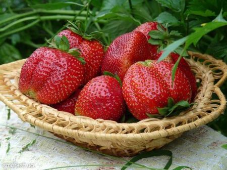 Strawberry Gigantella: iba't ibang paglalarawan