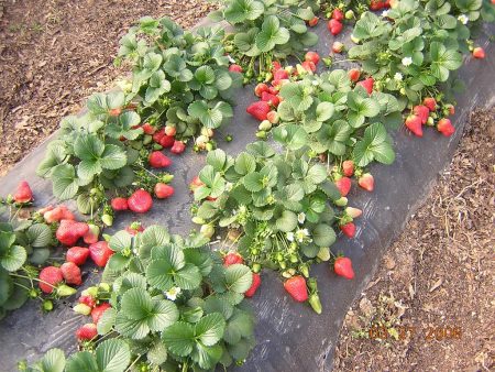 Jordbærplanting om høsten: