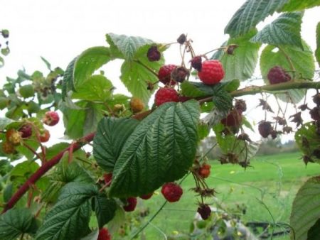 Raspberry remontant: planten en verzorgen in de open lucht