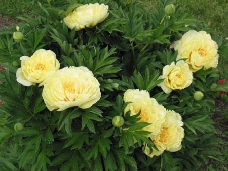 Paano mag-transplant ng peonies upang mamulaklak sila sa susunod na taon