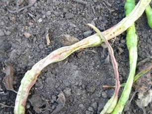 Signal bean sprout pods