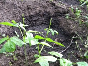 Intsik bean bushes na may mga dahon