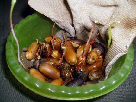 Paano palaguin ang isang oak mula sa isang acorn sa bahay