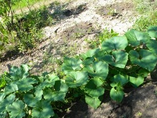 Pumpkin bushes