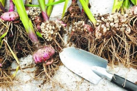 Kailan maghukay ng gladioli at kung paano iimbak ang mga ito