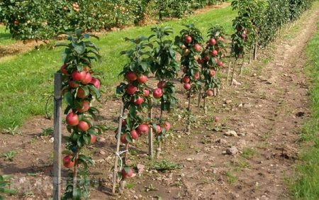 Wanneer kun je het beste zaailingen van fruitbomen planten in het voorjaar of