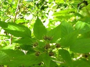 De vruchten van zwarte frambozen verschijnen in plaats van bloemen