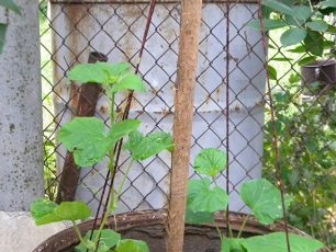 Sa loob ng ilang araw, kukunin ng mga pipino ang mga lubid gamit ang kanilang mga antennae at magsisimulang mag-upo.