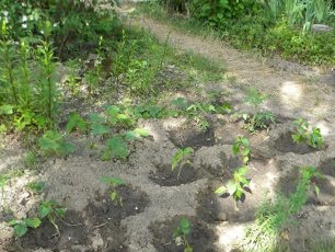 Struiken peper op zwarte grond