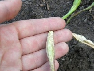 Mga Signal Bean Pods