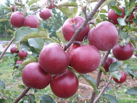 Appelboom Wellsie: beschrijving, foto