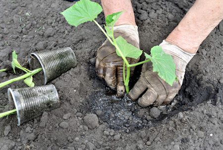 Agurkpleie i drivhuset fra planting til høsting, video