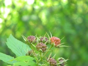 Kapag lumalaki ang mga itim na raspberry sa bansa, huwag kalimutang i-tubig ang mga bushes