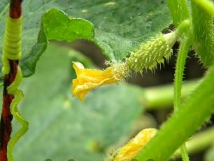 Mga pipino ng pipino habang lumalaki sa isang bariles