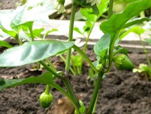 Eierstokken van peper