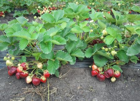 Strawberry Shelf: paglalarawan ng grado, larawan, mga pagsusuri