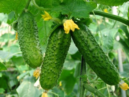 Mga pipino sa isang polycarbonate greenhouse: pagtatanim at pangangalaga, pagbuo ng bush