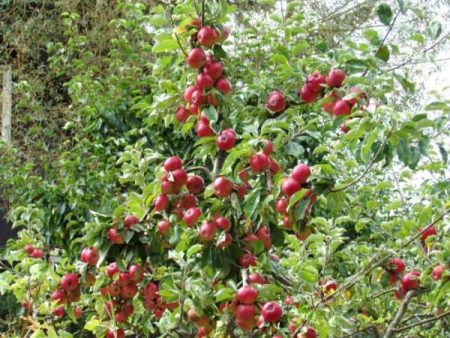 Appelboom Medunitsa: beschrijving, foto