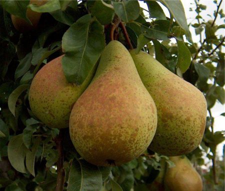 Pear Just Maria: beskrivelse, foto