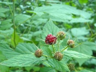 Onrijpe bessen van zwarte frambozen