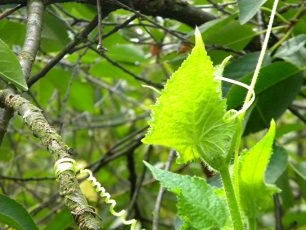 Dyrking av agurker i en tønne: beplantning og stell