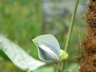 Ang mga bulaklak ng Vigna ay mukhang mga bean bulaklak