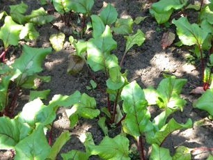 Groeiende bieten op zwarte grond