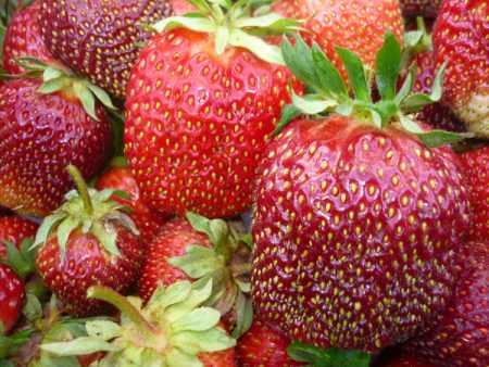 Strawberry Queen Elizabeth: paglalarawan ng grado, mga larawan, mga pagsusuri