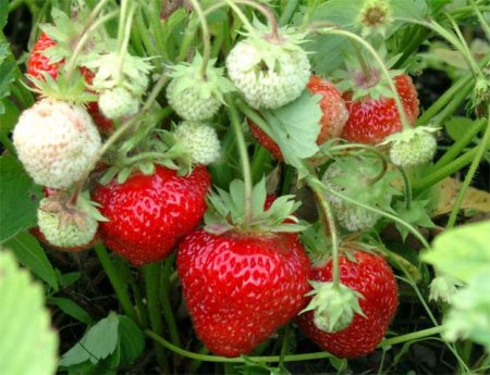 Aardbeienplank: cijferbeschrijving