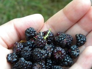 Hoe zwarte frambozen in het land te kweken