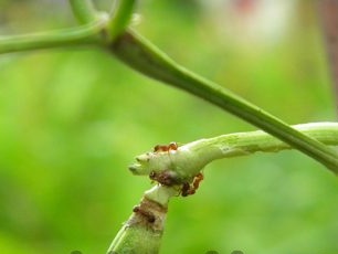 Mabilis na nabuo ang mga bean pods na mabilis