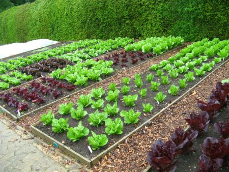 Een prachtige tuin met je eigen handen: hoe maak je prachtige bedden