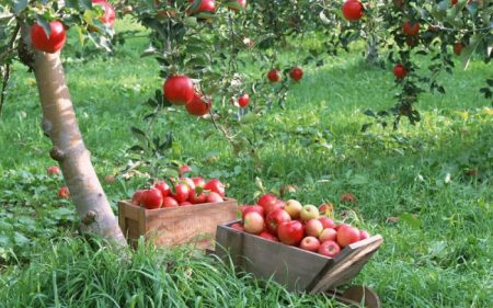 Appelboom Melba: beschrijving,