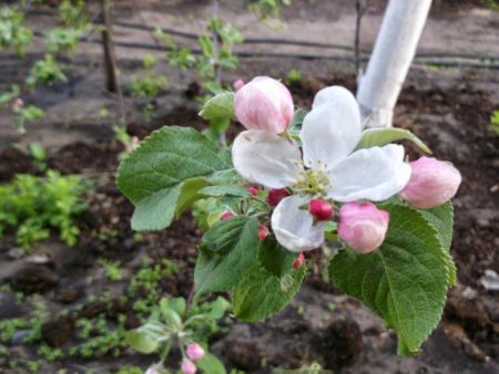 Apple puno Medunitsa: paglalarawan, larawan, mga pagsusuri