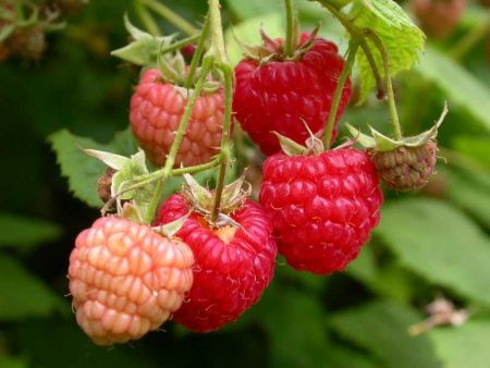 Hoe frambozen in de herfst te transplanteren naar een nieuwe plek