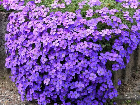 Overblijvende bloemen voor alpine heuvels