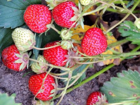 Strawberry Zenga Zengana: variasjonsbeskrivelse, foto, anmeldelser