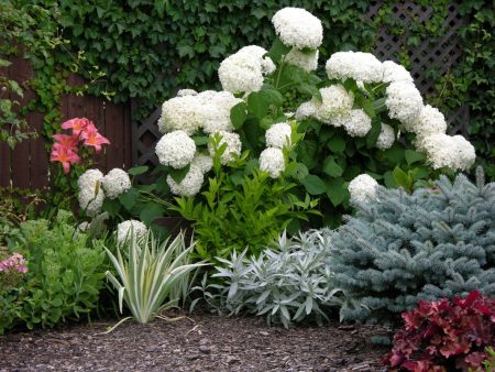 Hvordan transplantere hortensia om høsten til et nytt sted