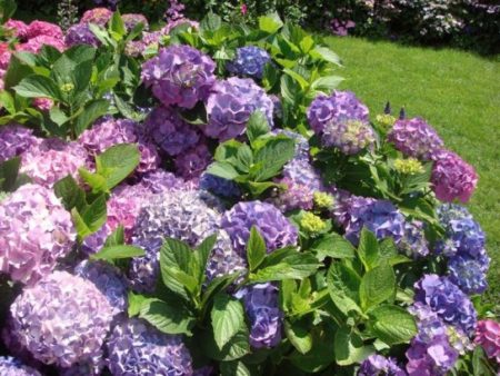 Hoe hortensia in de herfst te transplanteren naar een nieuwe plek