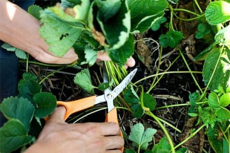 Straw pruning bilang paghahanda para sa taglamig