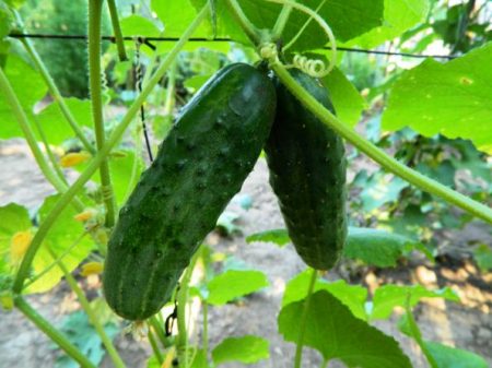 Ang pinakamahusay na mga uri ng mga pipino para sa bukas na lupa, mga pagsusuri