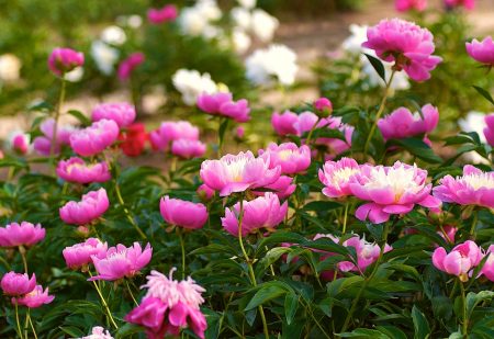 Paano mag-transplant ng peonies upang mamulaklak sila sa susunod na taon