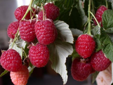 Herstel frambozen: planten en verzorgen in de volle grond