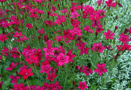 Meerjarige bloemen voor alpine heuvels: foto met